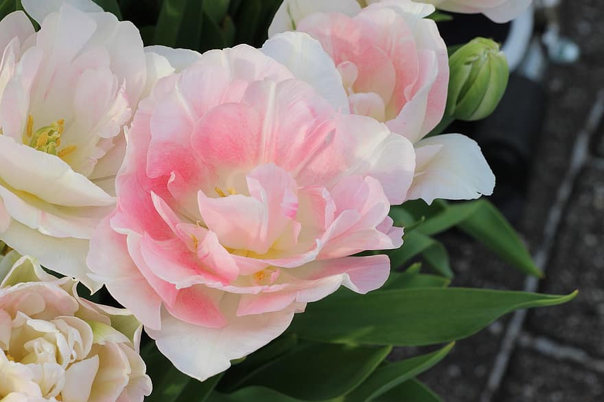 tulpė, Amerikos rinkai, Rožių tulpės, balta, šviesiai rožinė, blyškiai rožinė, rožinis, pavasaris, gėlės, pavasario gėlės, fukušima