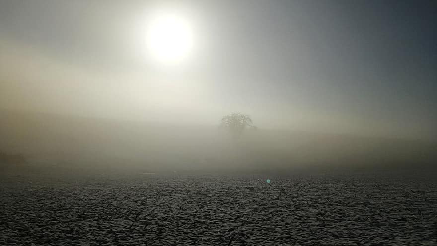 Field, Snow, Fog, Sun, Sunlight, Foggy, Winter, Wintry, Frost, Frozen, Cold
