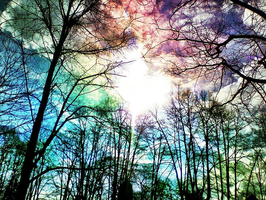 Rainbow, Sky, Trees, Log, Kahl