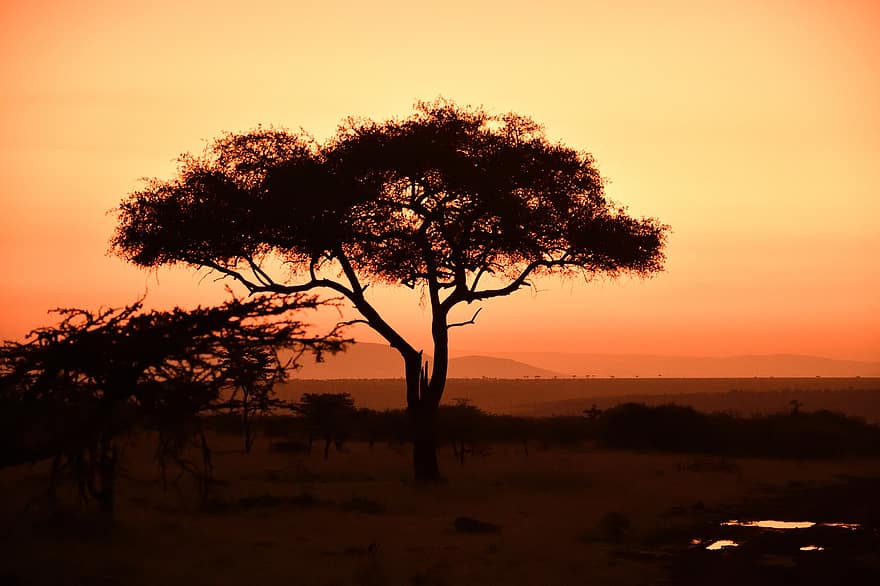 drzewo, masai mara, Afryka, dzikiej przyrody, zachód słońca, Natura, sylwetka, krajobraz, zmierzch, światło słoneczne, drzewo akacjowe