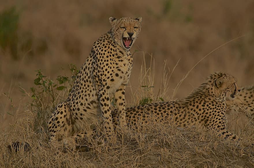 Gepard, Biodiversität, Kenia, Tierwelt, Maasai Mara, Natur, Safari, Katzen, gefährdete Spezies, Katze, schläfrig