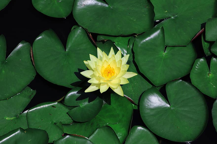 водна лилия, подложки за лилии, езерце, жълто цвете, разцвет, цвят, флора, цвете, водни растения