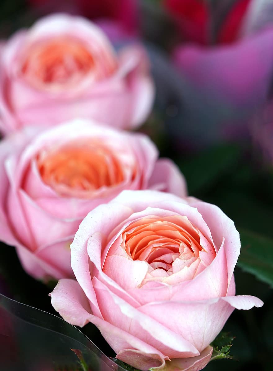 ローズ、花、工場、ピンクのバラ、ピンクの花、咲く、花びら、自然、花弁、閉じる、ピンク色