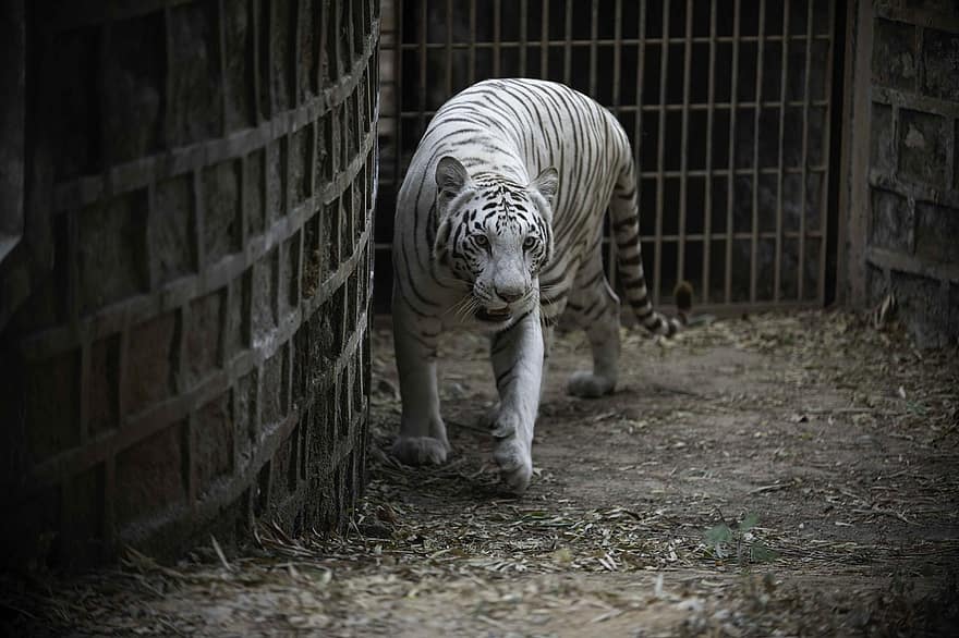Tiger, Feline, Bengal Tiger, Stripes, Wild Animal, Wildlife, Wild, Animal, striped, undomesticated cat, animals in the wild