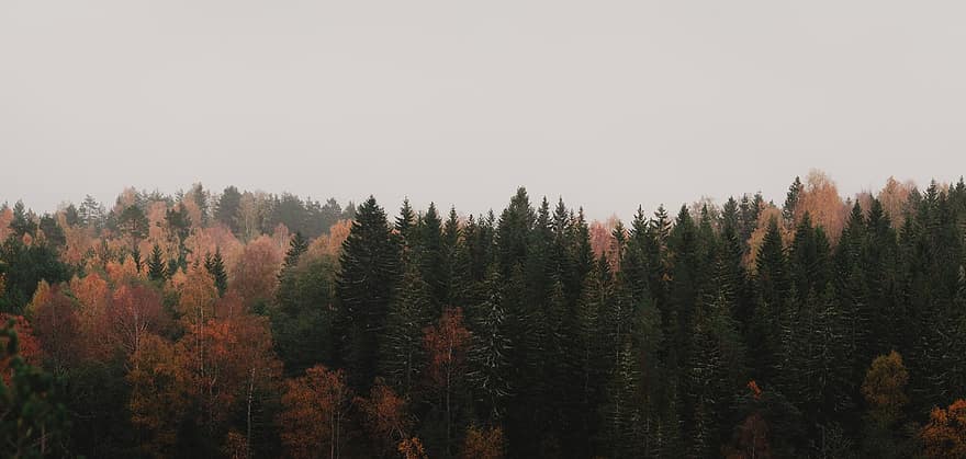 las, drzewa, spadek, mgła, zamglenie, jesień, listowie, Las, mistyczny, ranek, sceniczny