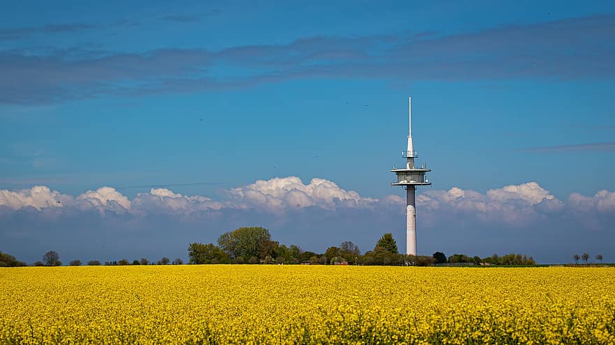 torre, campo, colza, flor de colza, campo de colza, primavera, azul, verano, escena rural, amarillo, granja