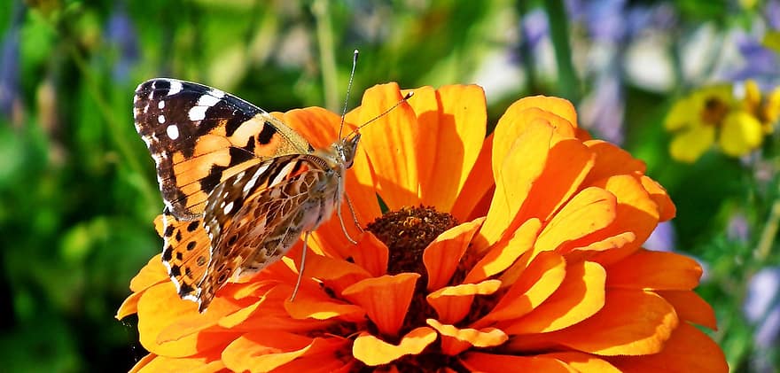 пеперуди, насекоми, цветя, циния, крила, опрашване, градина, многоцветни, едър план, насекомо, лято