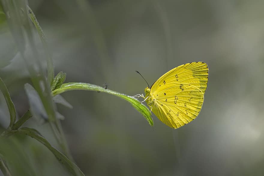 cỏ thông thường màu vàng, bươm bướm, eurema hecabe