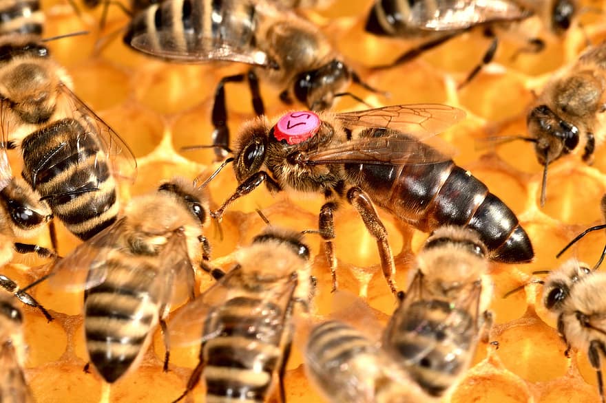 pszczoły, królowa, pszczelarstwo, owad, skrzydełka, miód w plastrach, kochanie, pszczoła miodna, zwierzę, karnica, Natura