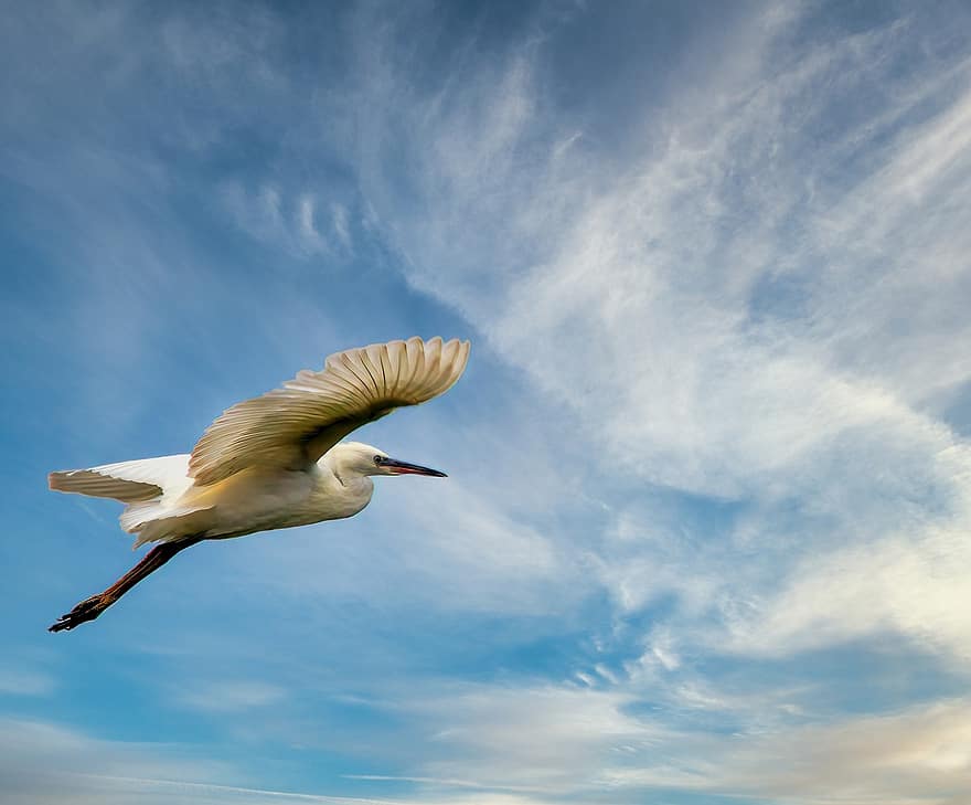Bird, Little Egret, Plumage, Flying, Ornithology