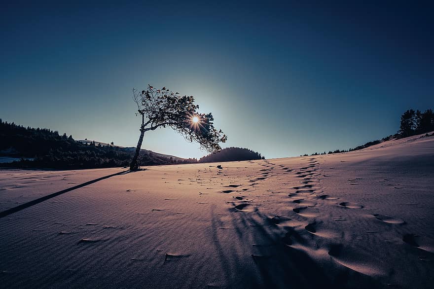 poušť, kroky, strom, písečné duny, osamělý, stopy, slunce, Příroda, písek, krajina, západ slunce