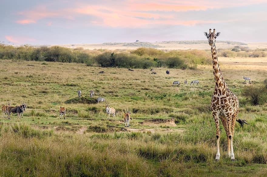 jirafa, Kenia, masai mara, paisaje, safari, África, sabana, hierba, animales en la naturaleza, llanura, animales de safari