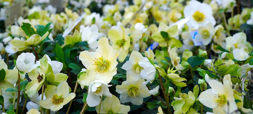 anemonen, bloemen, anemone blanda, witte bloemen, bloemblaadjes, witte bloemblaadjes, bloesem, bloeien, flora, bloementeelt, tuinbouw