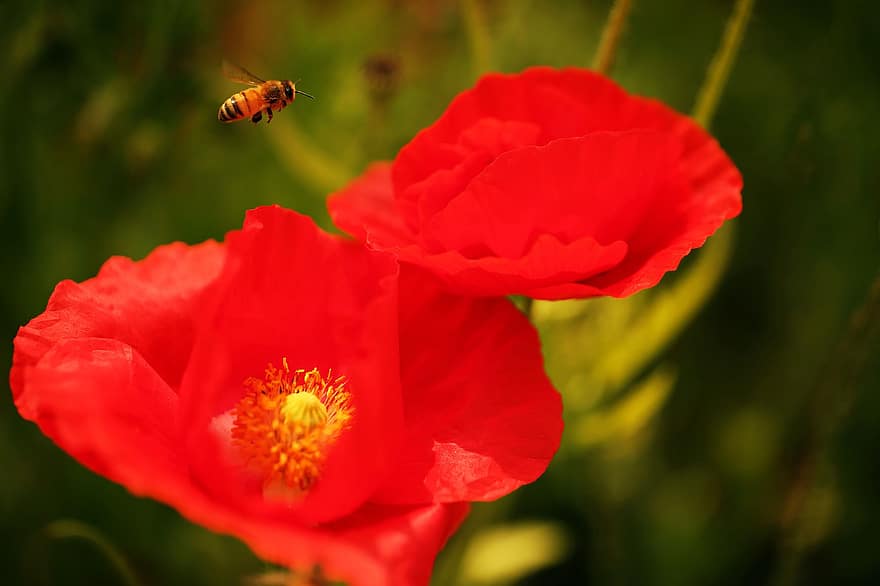 البحث عن العسل ، من خلال زهور الخشخاش ، نحلة غريزية