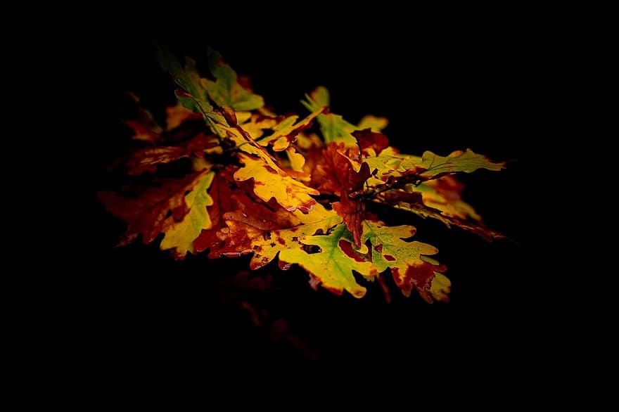 leaves, autumn, botany, leaf, yellow, plant, close-up, backgrounds, tree, season, forest