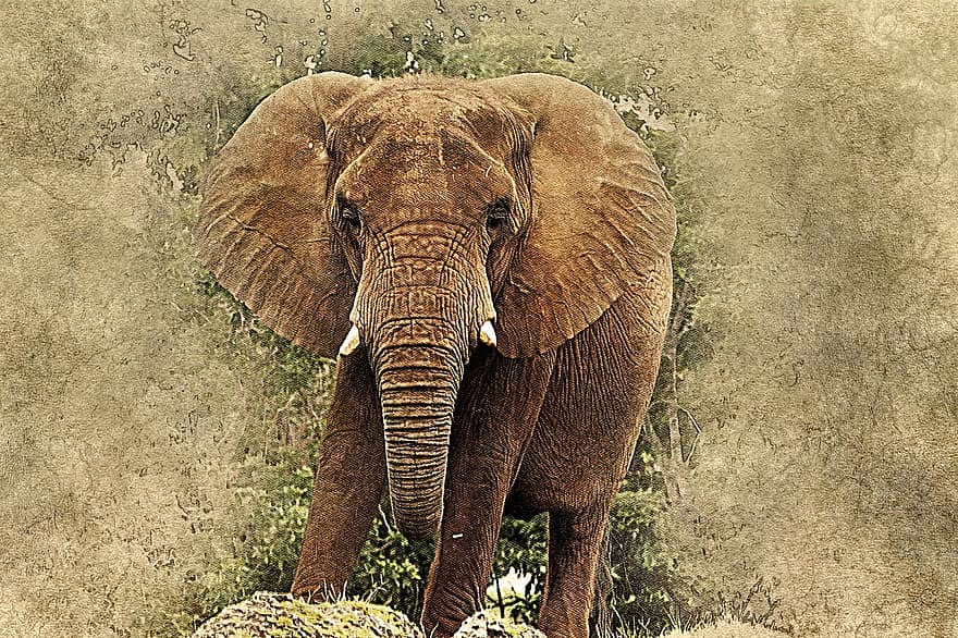 Elephant, Animal, Art, Abstract, Vintage, Nature, Decorative, Ornament, Old Time, Digital Art, Drawing
