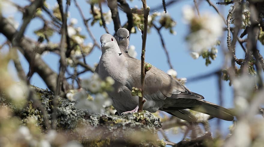 Turkish Turtle Doves, Bird, Animal, Turtledoves, Doves, Pigeons, Wildlife, Plumage, Branch, Perched, Birdwatching