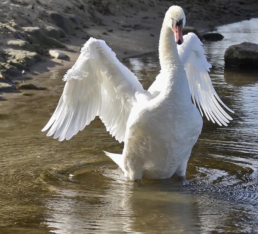 Swan, Bird, Animal, White Swan, Waterfowl, Water Bird, Aquatic Bird, Beak, Bill, Feathers, Wings