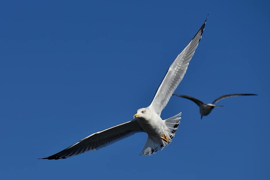 Gull, Bird, Flying, Flight, Seagull, Seabird, Animal, Wildlife, Sky