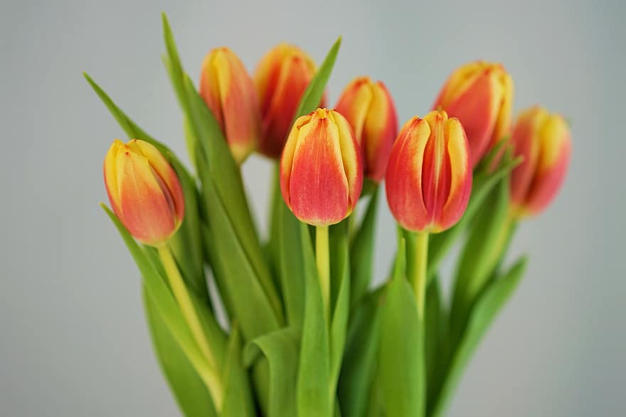 blomster, tulipaner, knopper, anlegg, blader, vår, flora, bukett, hage, fargerik