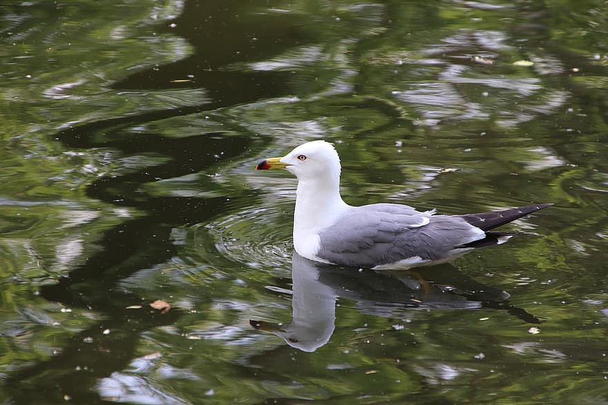 Gull, Bird, Wading, Seagull, Seabird, Water Bird, Aquatic Bird, Animal, Pond, Water