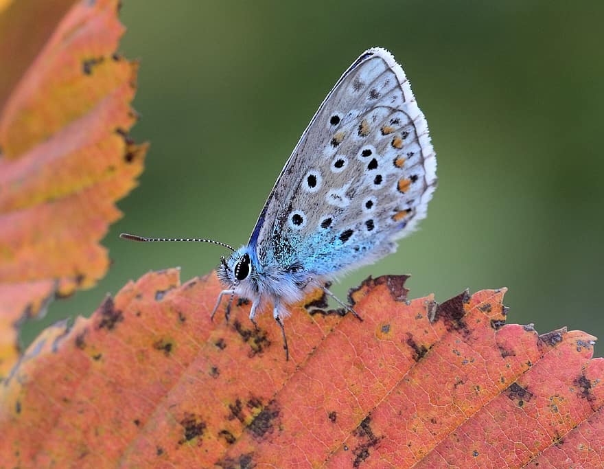 azul comum, borboleta, asas, Asas de borboleta, borboleta azul, inseto com asas, inseto, lepidópteros, entomologia, fauna, natureza