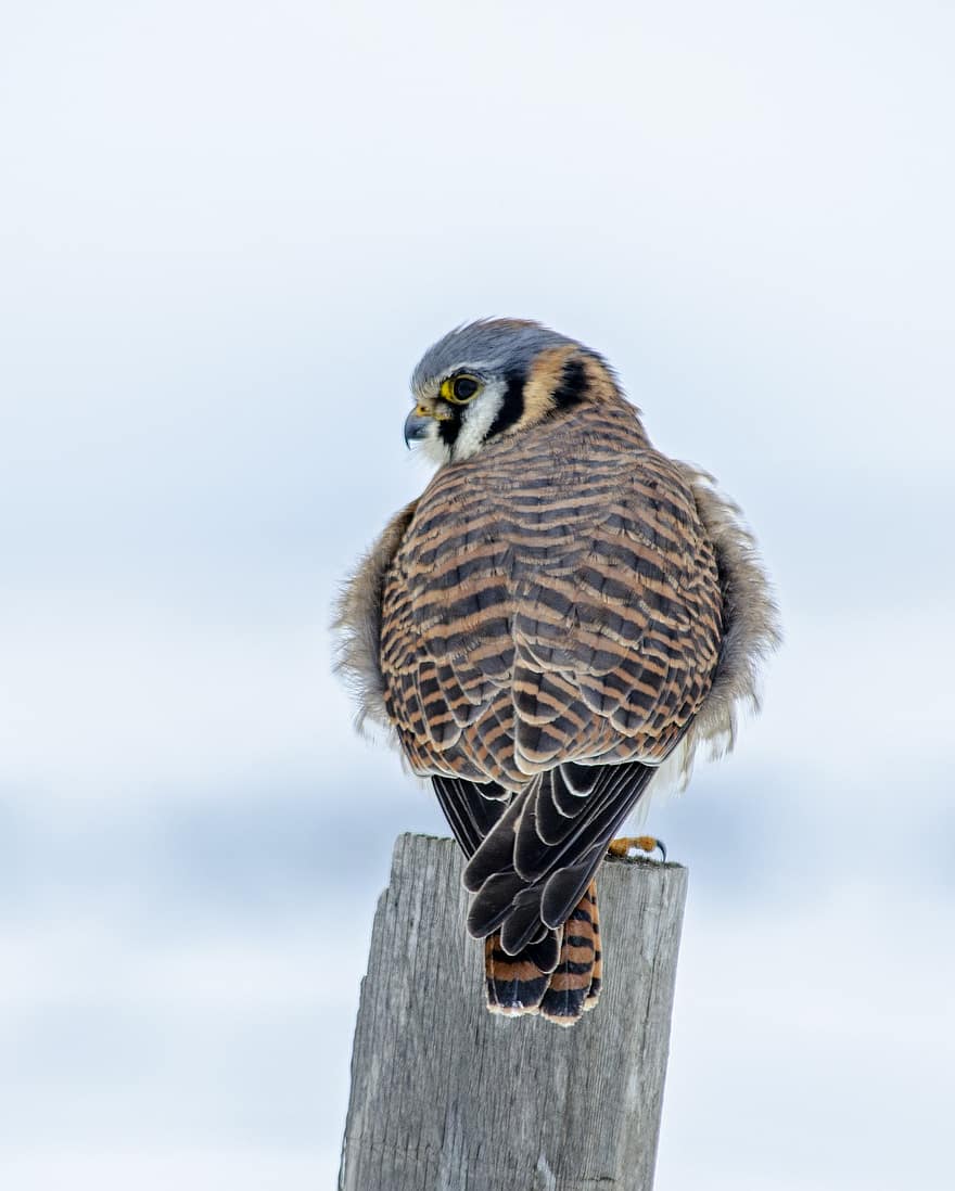 sparrow hawk, vinter, jagt, perched, fjerdragt, fugl, aviær, fjer, næb, rovfugl, dyr i naturen