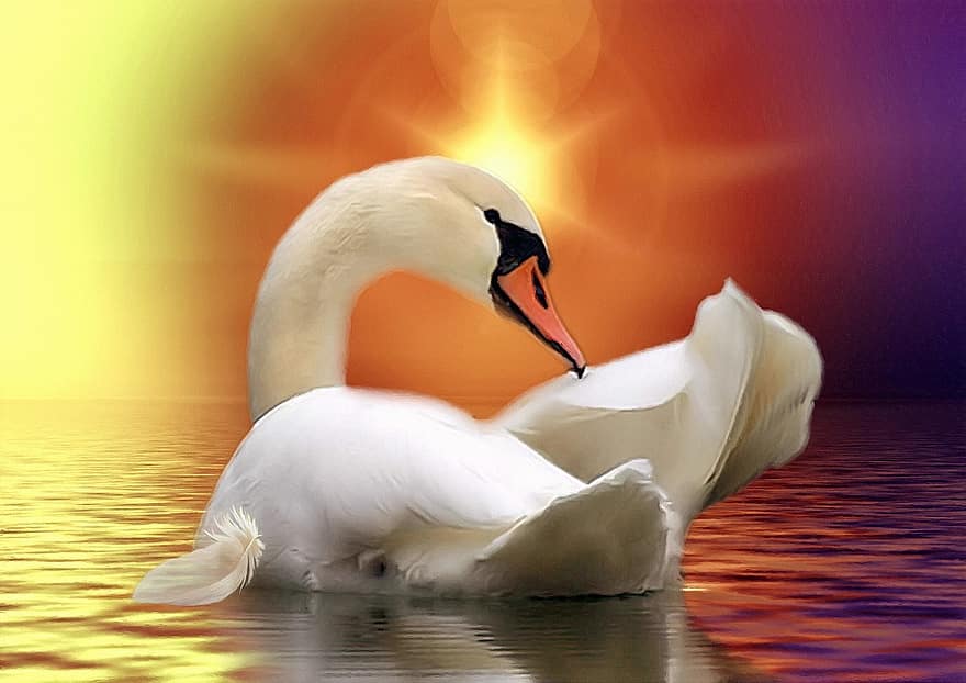 Swan, Golden, Water, Lake, Sun, Light, Animal, Nature, Bird