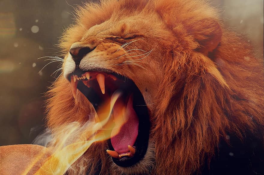 ライオン、捕食者、たてがみ、大きな猫、あくび、轟音、火災、猫科、野生の動物、動物の頭、閉じる