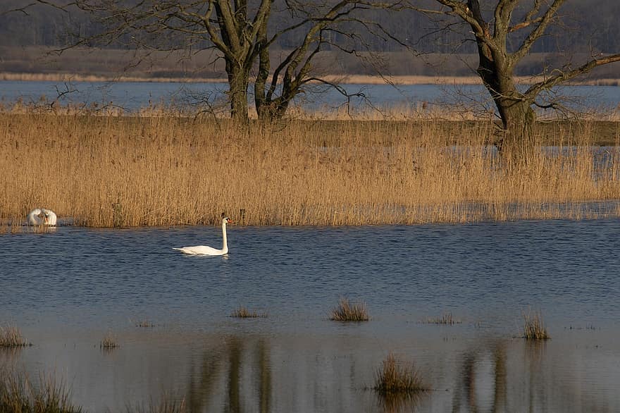 Swan, River, Nature, Bird, Animal, Wetlands, White Swan, Waterfowl, Water Bird, Aquatic Bird, Plumage