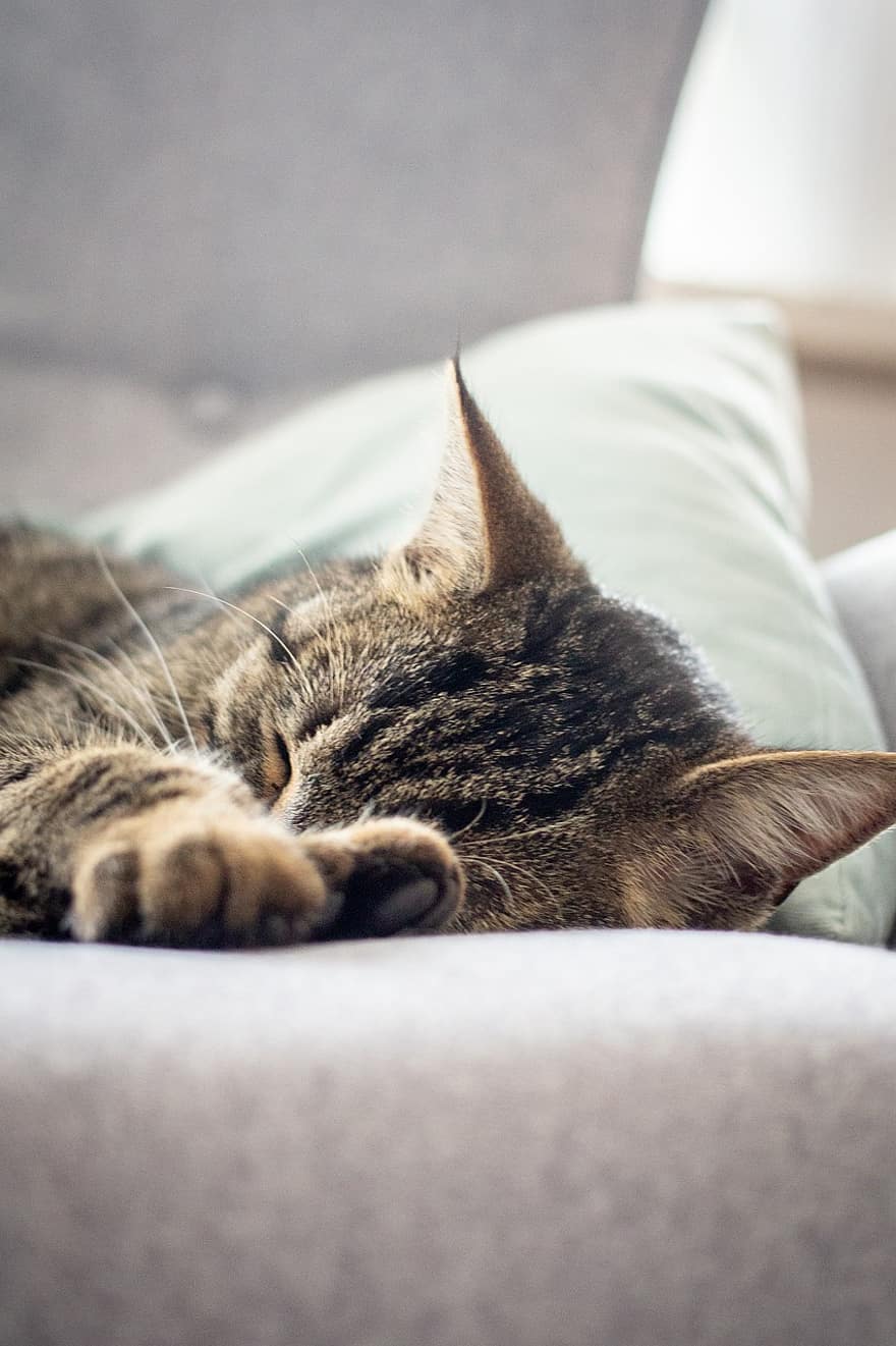 kucing, licik, membelai, lokal, tidur, beristirahat, tempat tidur, istirahat, keprihatinan, bersantai