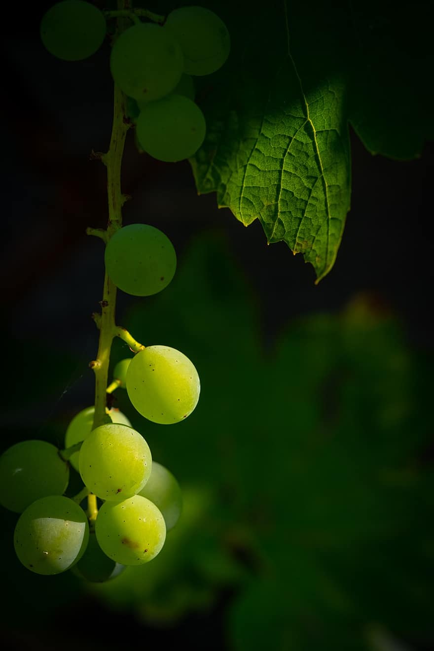 Grapes, Green Grapes, Fruit, Food, Agriculture, Vines, Produce, Harvest, Healthy, Ripe, Green