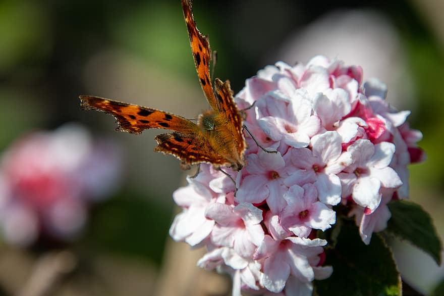 Comma Butterfly, Butterfly, Flowers, Insect, Wings, Animal, Plant, Nature, Garden, Close-up, Butterfly Background