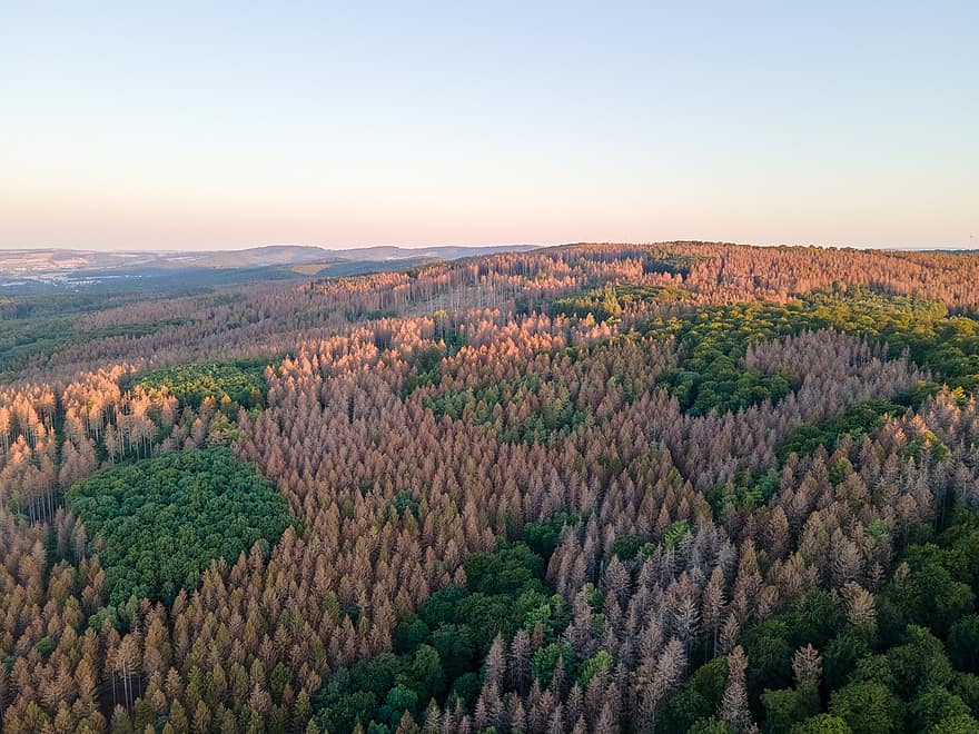 Forest, Pine, Coniferous, Wood, Colorful, Die, Waldsterben, Healthy, Aerial, Firs