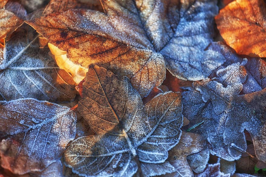 Blätter, Frost, Laub, Eis, Winter, gefroren, Herbstlaub, kalt