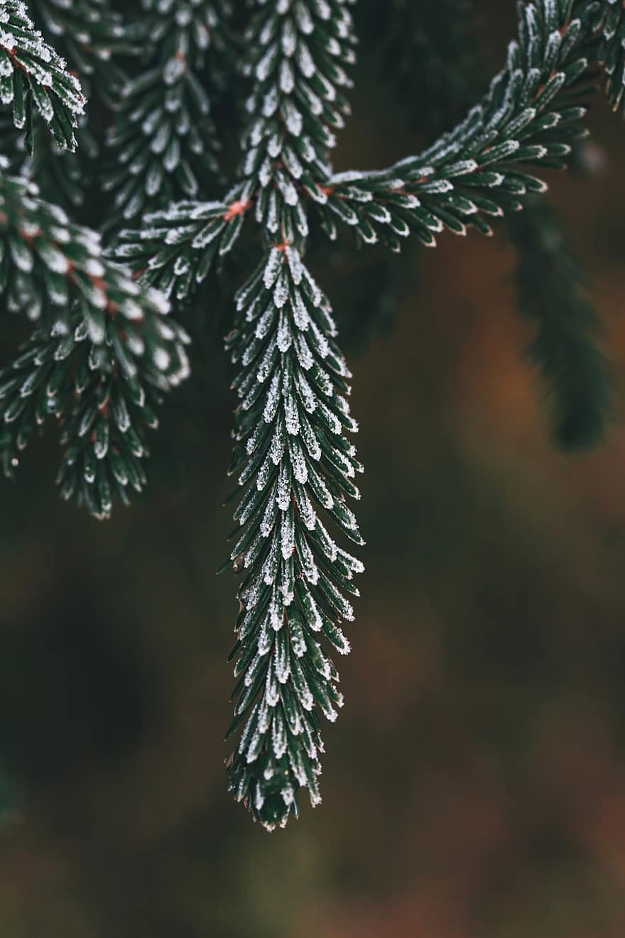 Spruce, Needles, Hoarfrost, Frosty, Frost, Snowy, Macro, Close Up, Evergreen, Nature, Winter