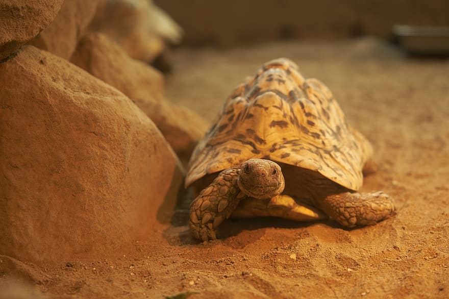 Reptile, Turtle, Animal, Species, tortoise, animals in the wild, endangered species, animal shell, slow, crawling, africa