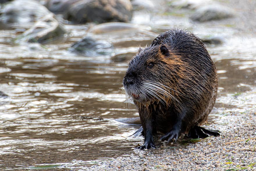 Coypu, Nutria, Rodent, Water, Semiaquatic Rodent, Water Rat, Nager, Wild Animal, Nature, Fur, Wet