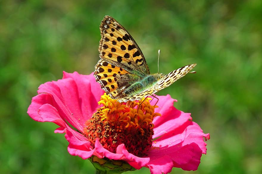 papillon, insecte, zinnia, fritillaire, animal, fleur, jardin, la nature