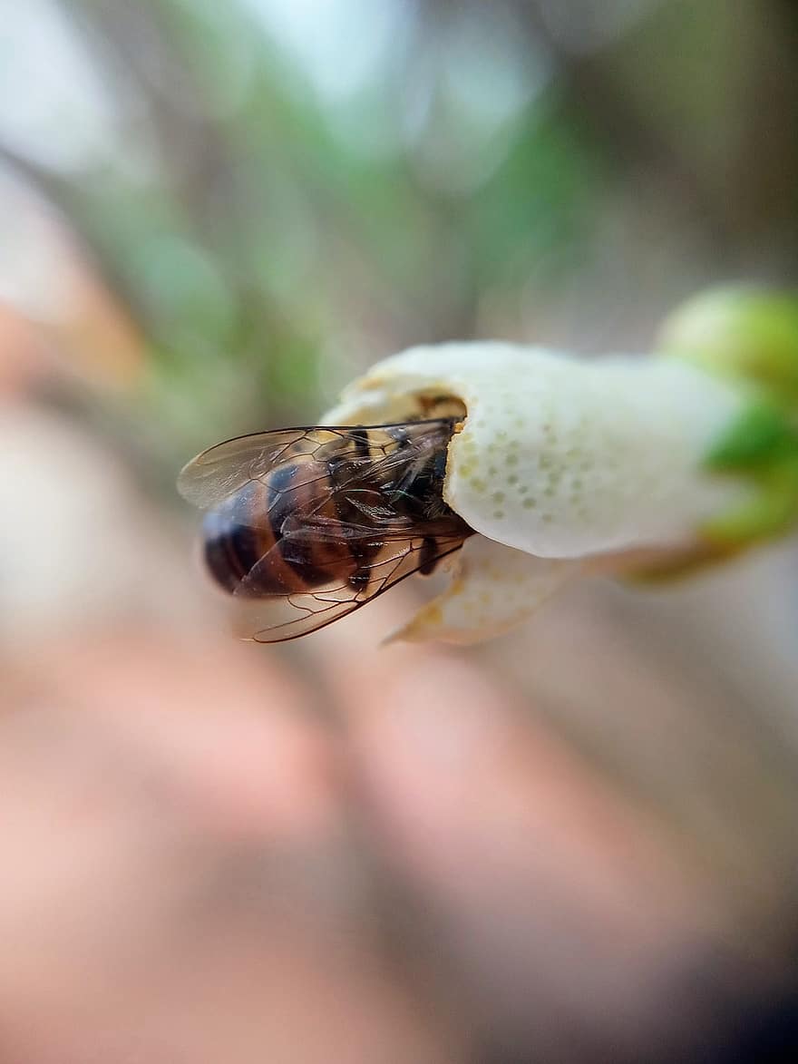 abella de mel occidental, insecte, abella, entomologia