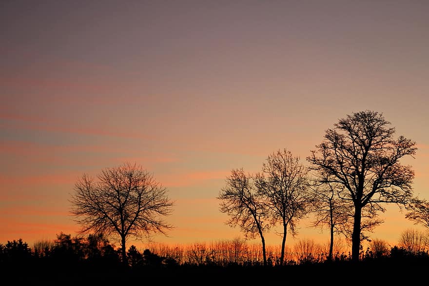 des arbres, le coucher du soleil, silhouette, Prairie, champ, paysage, ombre, crépuscule, soir