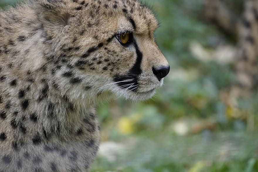 Gepard, zvíře, savec, dravec, volně žijících živočichů, safari, zoo, Příroda, fotografování divoké zvěře, zvířata ve volné přírodě, undomesticated kočka