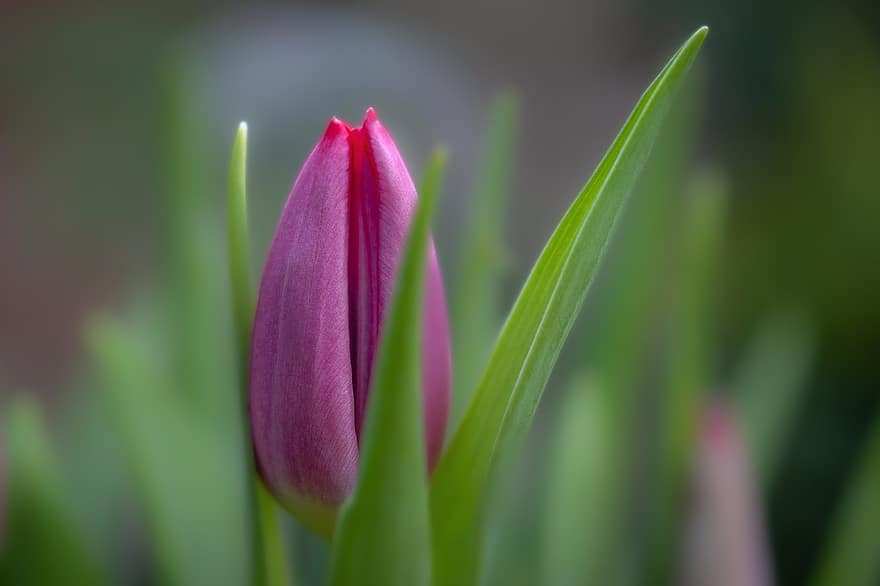tulipán, květ, růžový Tulipán, Tulipán květ, jarní květina, jaro, zahrada, rostlina, detail, květu hlavy, zelená barva