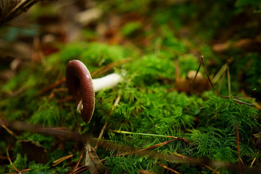 Mushroom, Moss, Forest, Foliage, Autumn