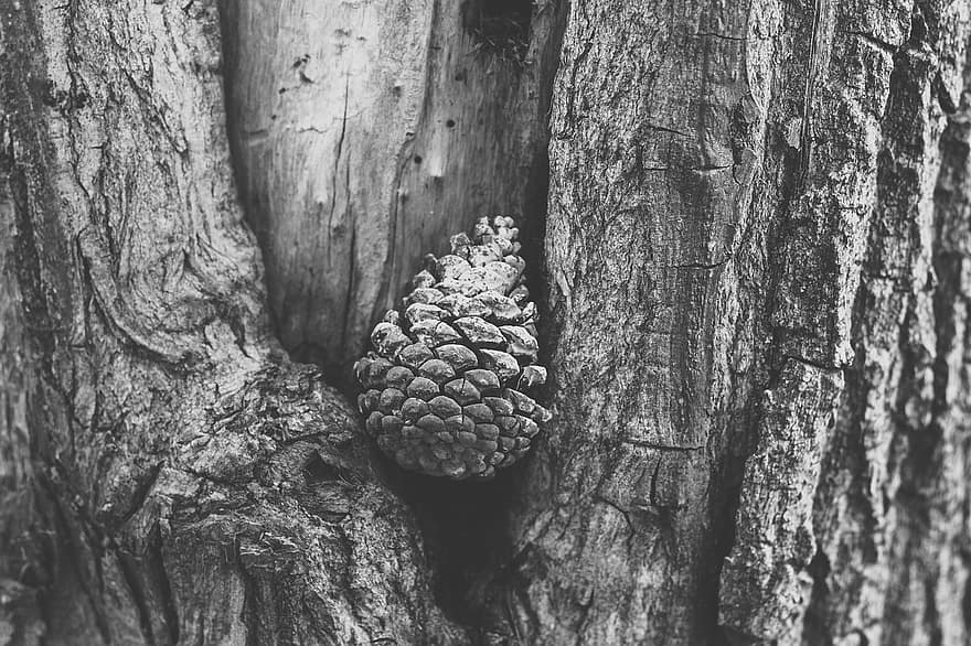Texture, Cone, Black And White, Pinecone, Outdoor, Natural, Tree, Wood