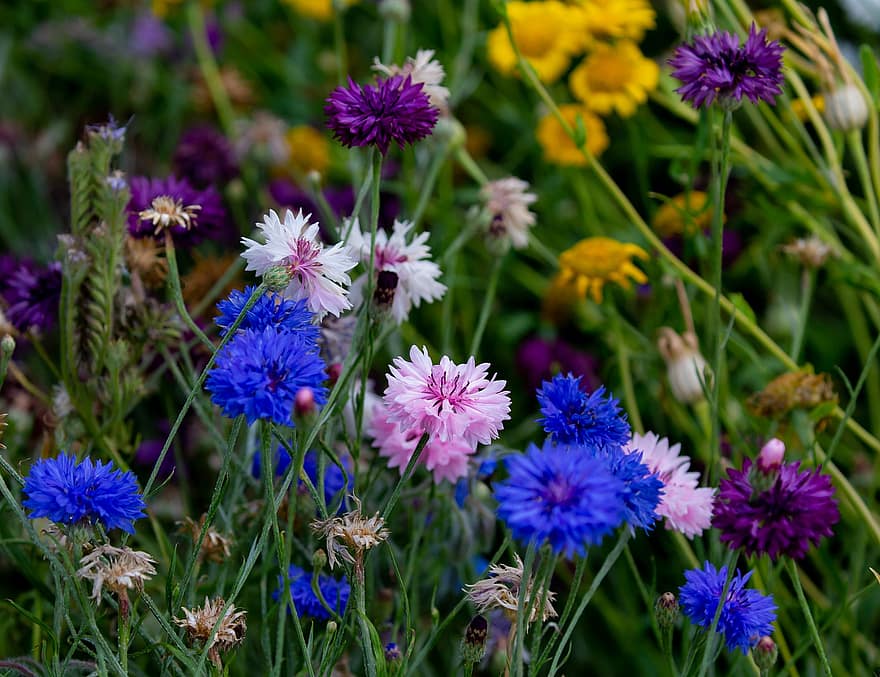 blommor, kronblad, fält, äng, färgrik, centaurea cyanus, blåklint, spyfluga, Blå Blob, blå motorhuvud, Majsflaska