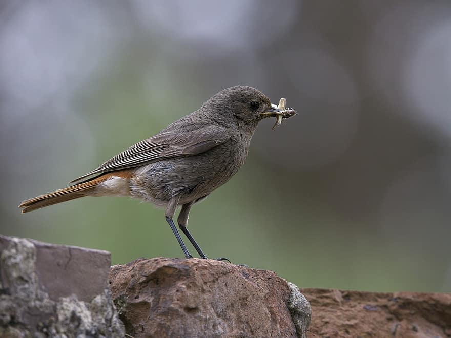 Black Redstart, Bird, Perched, Foraging, Eating, Animal, Plumage, Feathers, Beak, Bill, Ornithology