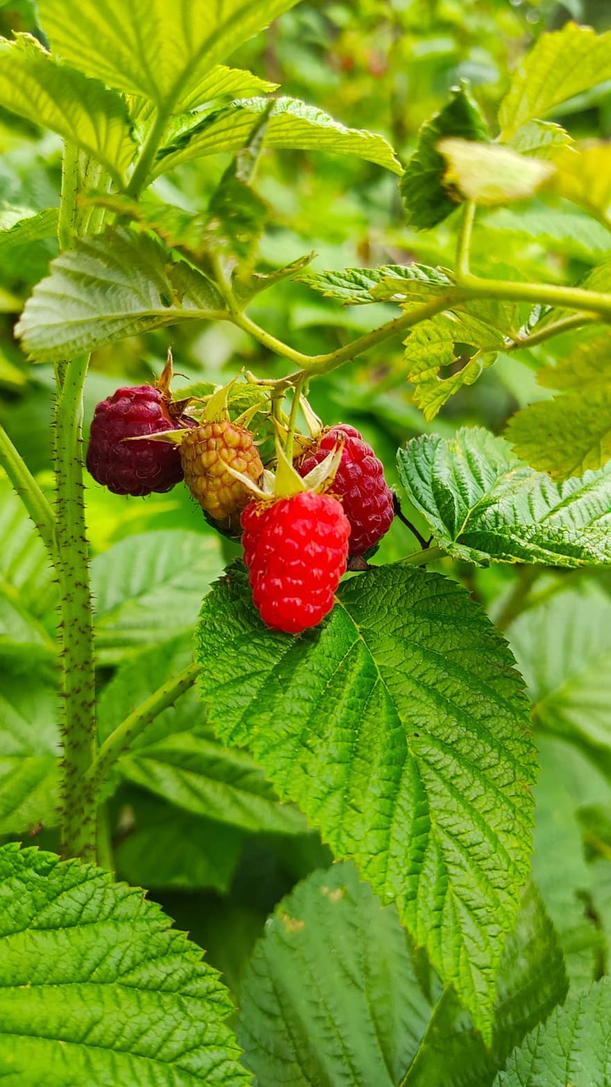 Raspberry, Green, Red, Spring, Nature, Food
