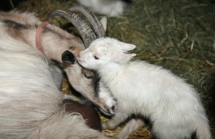 cabra, niño, recién nacido, mojado, nutrir, tratamiento, sensibilidad, la proximidad de, ganado