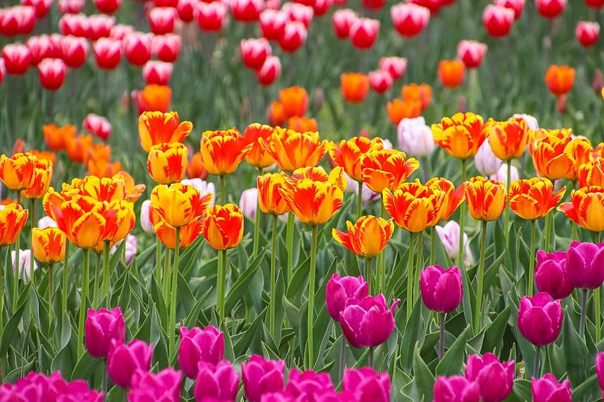 tulipas, flores, jardim, campo de tulipa, jardim de tulipas, flor, Flor, florescendo, flora, botânica, fundo